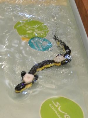 Salamandre-robotique-epfl.JPG